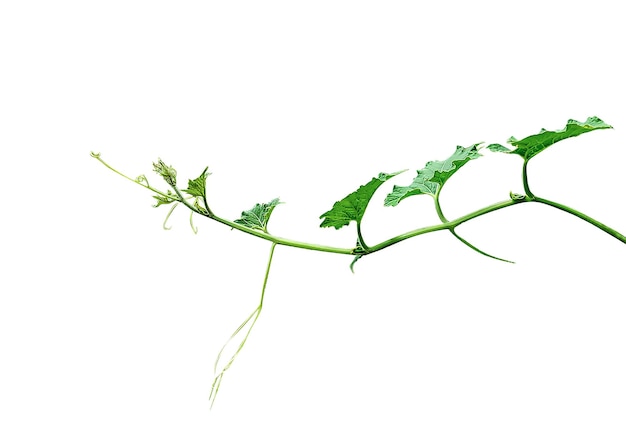 a green plant with gourd leaves a green leaf and tip of pumpkin is shown on transparent background