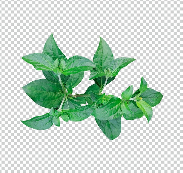 a green plant with leaves on white background green leaves green leaf plant eco nature tree