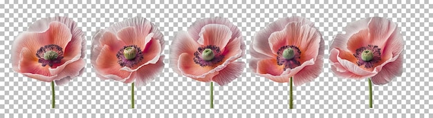 PSD 透明な背景にケシの花のグループ