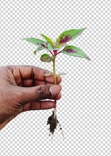 PSD 手を握るケイトウ花木植物 png 透明な背景自然植物葉