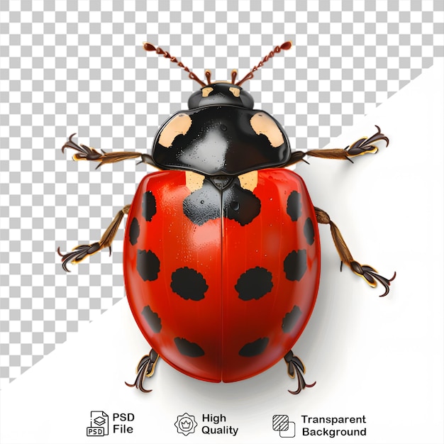 PSD png 파일과 함께 투명한 배경에 ladybug