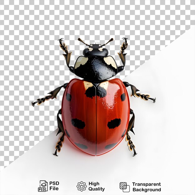 PSD png 파일과 함께 투명한 배경에 ladybug