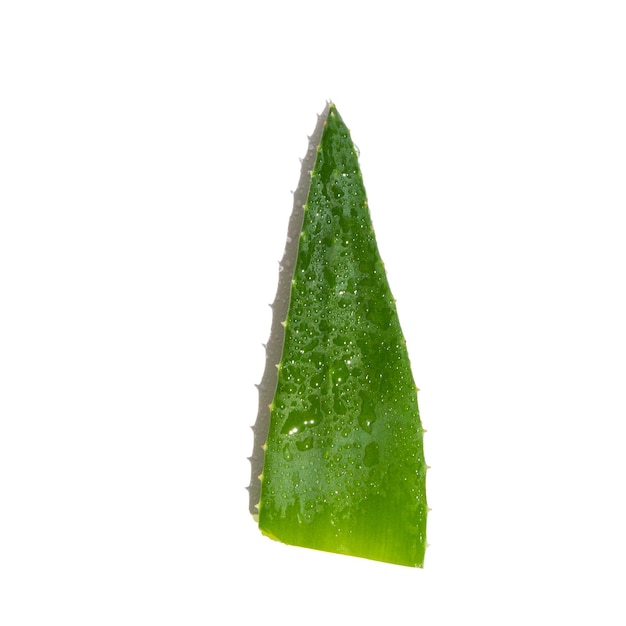 PSD 흰색 배경에 신선한 녹색 알로에 베라 잎