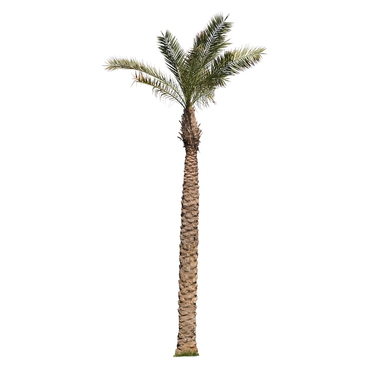 PSD a palm tree is standing in the middle of a white background