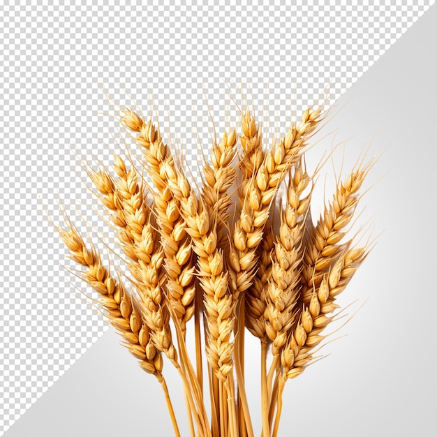 PSD Фотография пшеничных ушей на прозрачном фоне