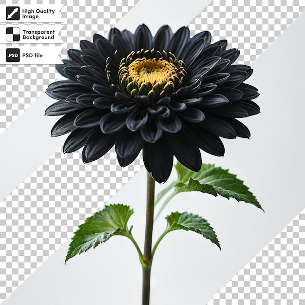 PSD ダリアという言葉が書かれた黒い花の絵
