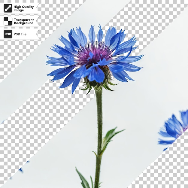 PSD a picture of a blue flower with the words  the top  on it