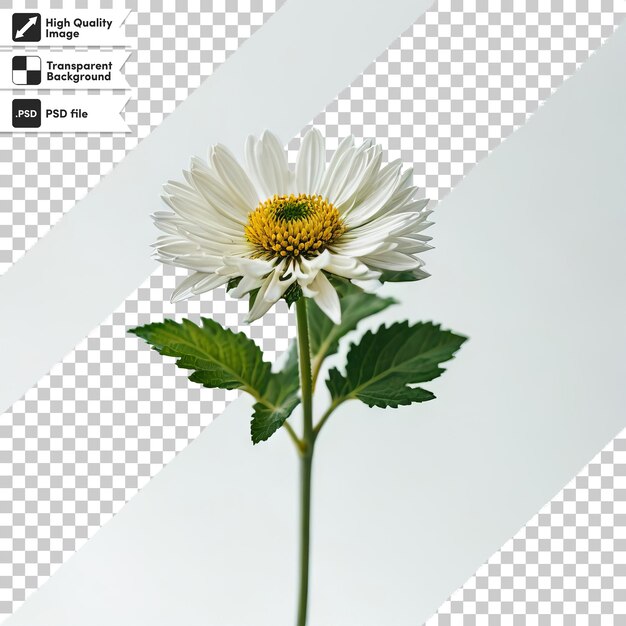 PSD その上に花の絵が描かれたデイジーの写真