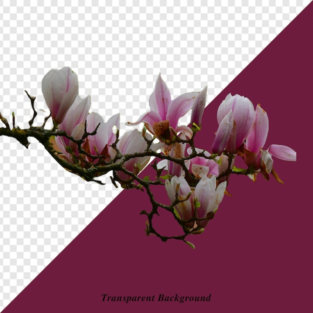 a picture of a flower that says quot contour quot on a purple background
