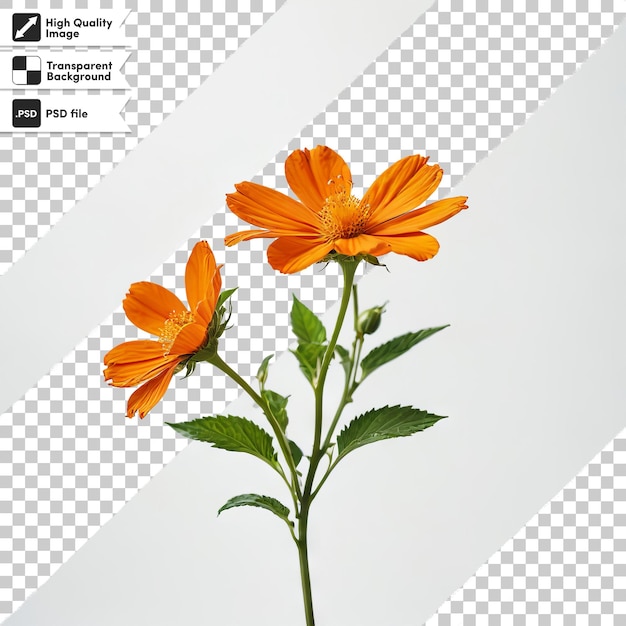 PSD 게르베라 (gerbera) 라고 쓰여진 꽃의 그림