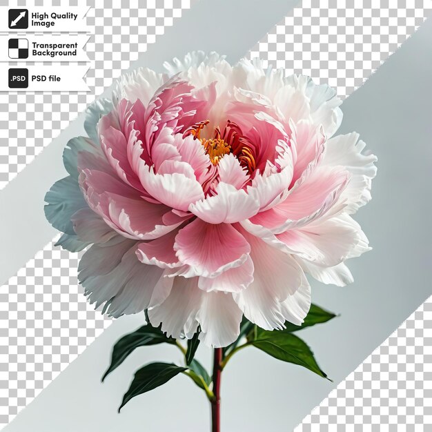 PSD a picture of a flower with the words  peony  on it