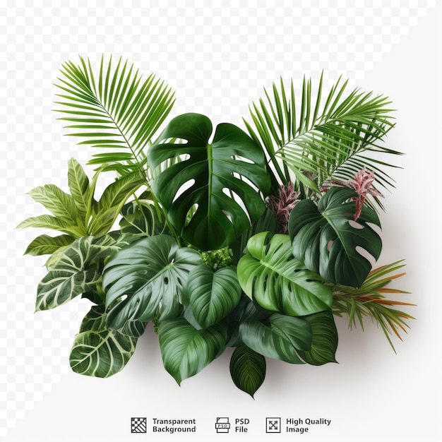 PSD 緑の葉を持つ植物の写真。