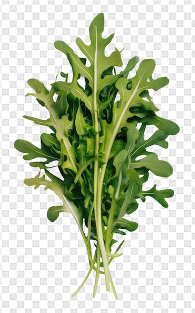 PSD 잎이 많은 채소의 그림과 함께 식물의 그림