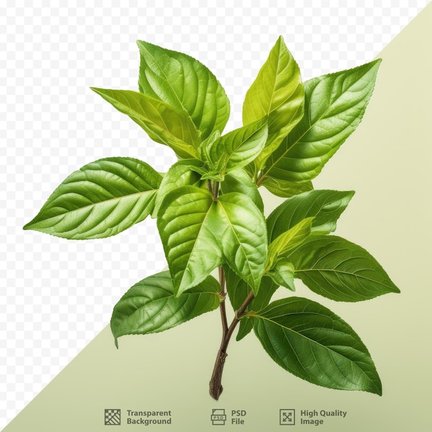 PSD Изображение растения с зелеными листьями.