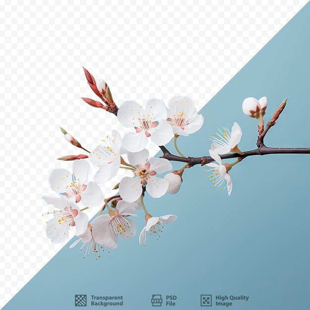 PSD 青い背景に「桜」という文字が入った木の写真。