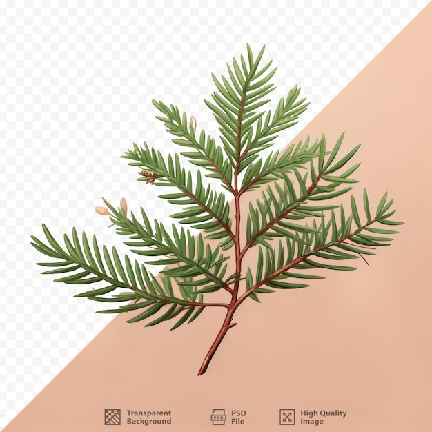 PSD Изображение дерева со словом 