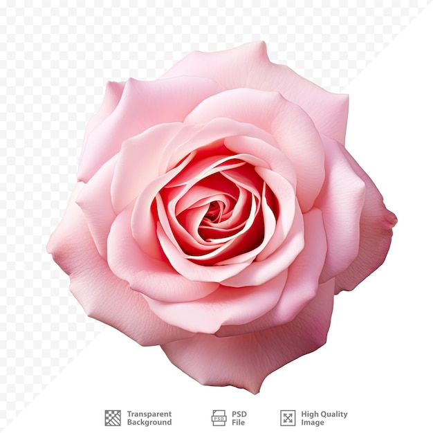 PSD 白地にピンクのバラ、白地に黒のバラ。