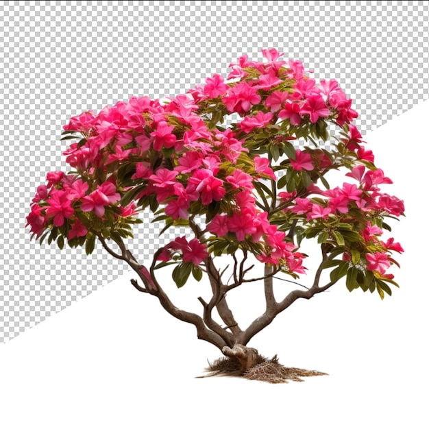 PSD 분홍색 꽃이 있는 분홍색 나무