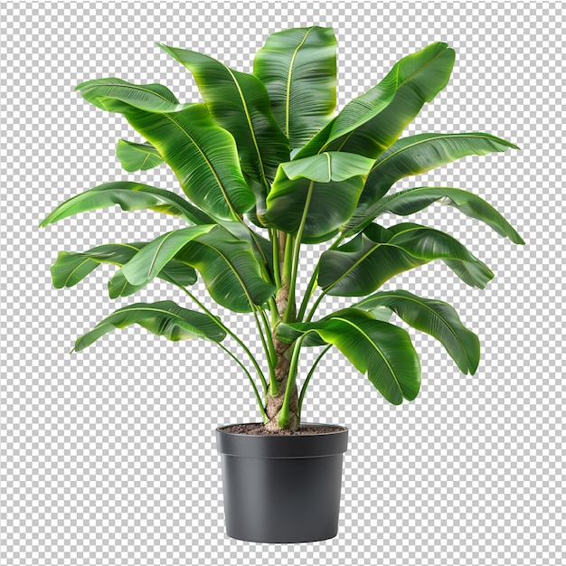 PSD 黒い鉢の中にある植物