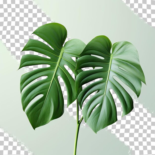 PSD Растение с зеленым листом с надписью «натуральное» наверху.