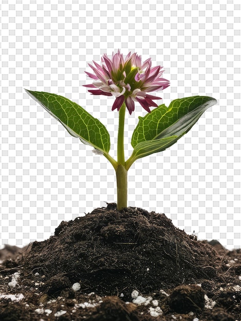 PSD 핑크색 꽃이 달린 식물