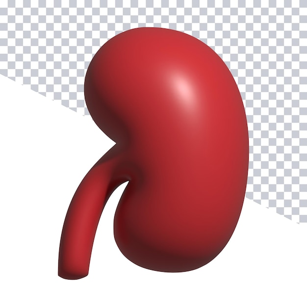 PSD 後ろに白い線が入った赤い腎臓。