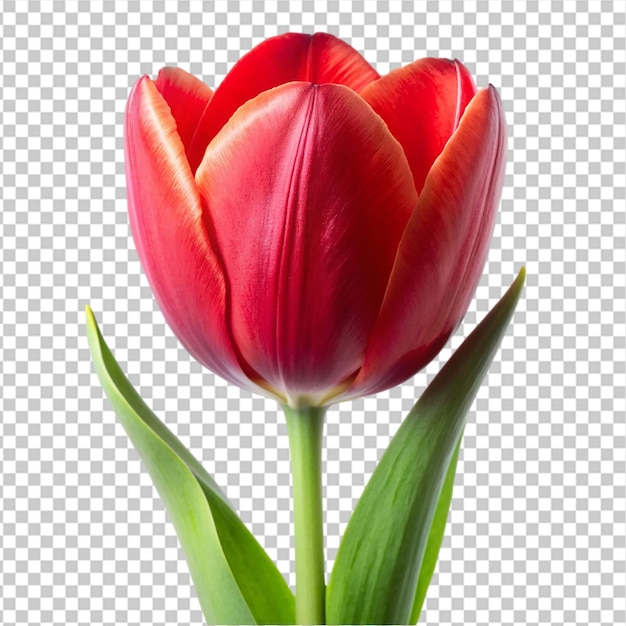 PSD 透明な背景の赤いチューリップの花