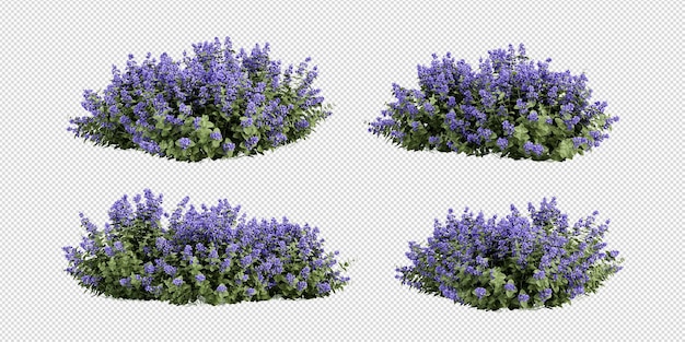 a row of lavender flowers with a white background