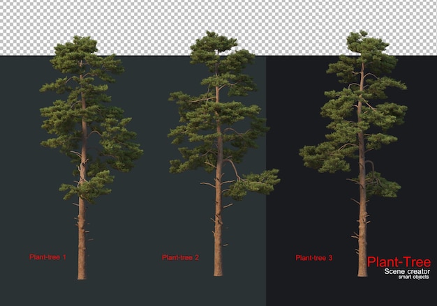 A set of trees with different views of the same trees.
