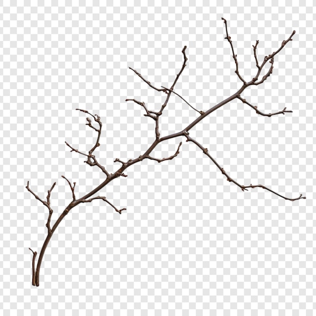 A single bare brown branch with small twigs and buds isolated on a transparent background a nature element perfect for design projects