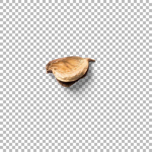 A single dried seed resting on a white background showcasing its natural texture and shape