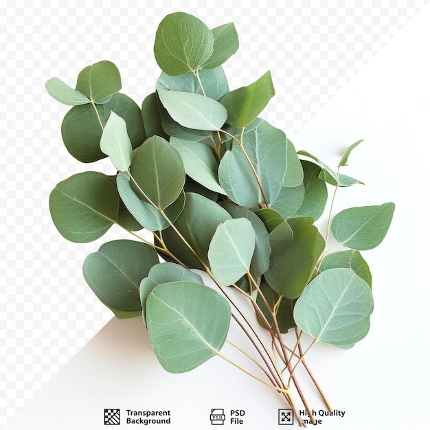 PSD Студийное фото листьев эвкалипта.