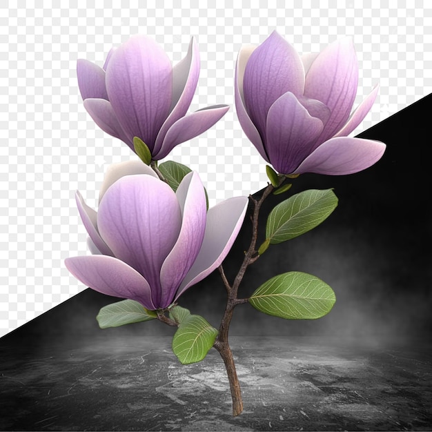 a tree with purple flowers and a black background with a black background