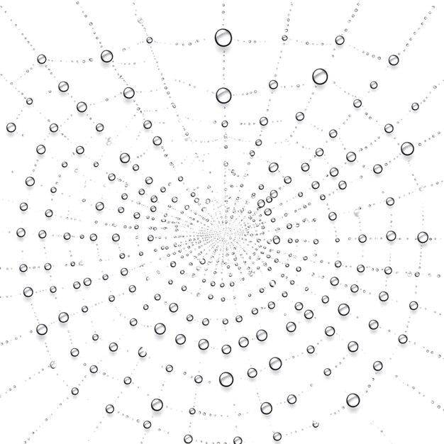 a web with a web that says quot spider web quot on it