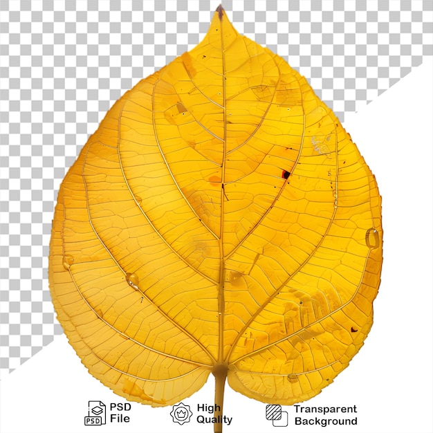 PSD a yellow leaf that is on a transparent background autumn season leaves