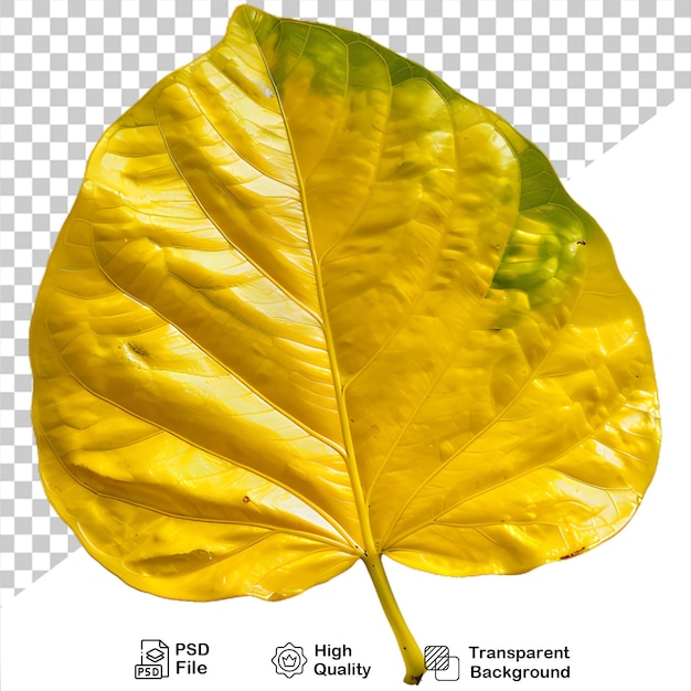 PSD a yellow leaf that is on a transparent background