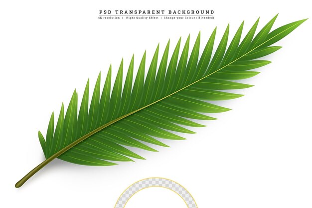 PSD abstract tropical style palm branch on a white background vector illustration for your design