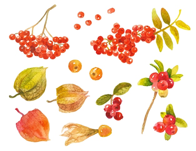 PSD abstract watercolor collection of autumn berries hand drawn nature design elements isolated on white background