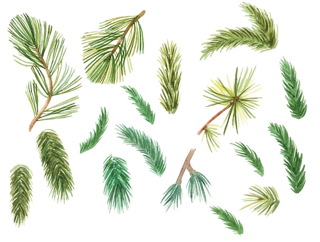 Abstract watercolor collection of pine branches Hand drawn nature design elements isolated on white background