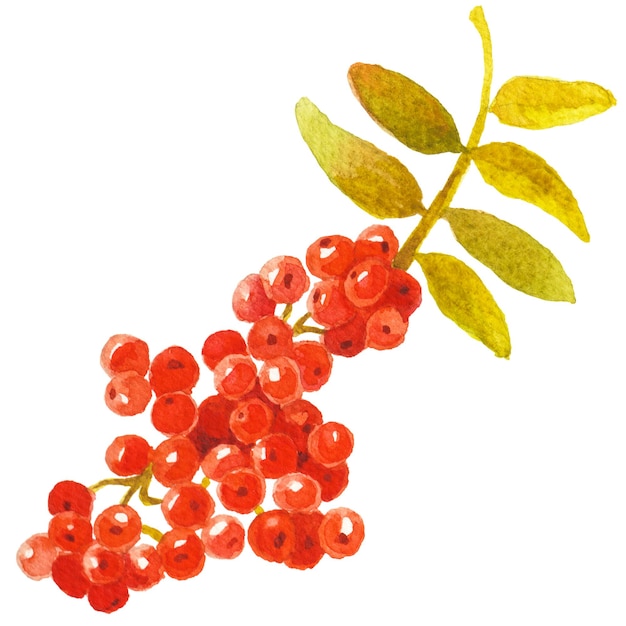 abstract watercolor illustration of autumn cranberry hand drawn nature design elements isolated on white background