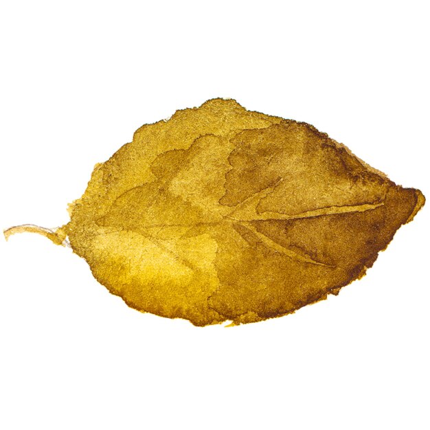 abstract watercolor illustration of autumn leaves hand drawn nature design elements isolated on white background