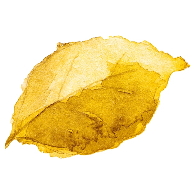 abstract watercolor illustration of autumn leaves hand drawn nature design elements isolated on white background