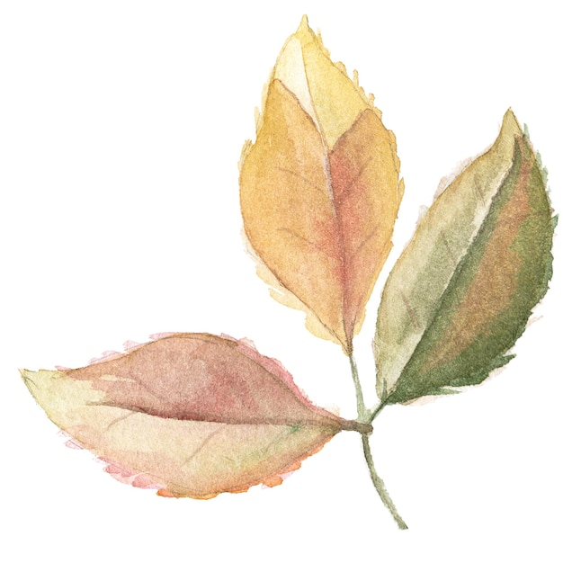 秋の抽象的な水彩イラスト葉白い背景に分離された手描きの自然デザイン要素