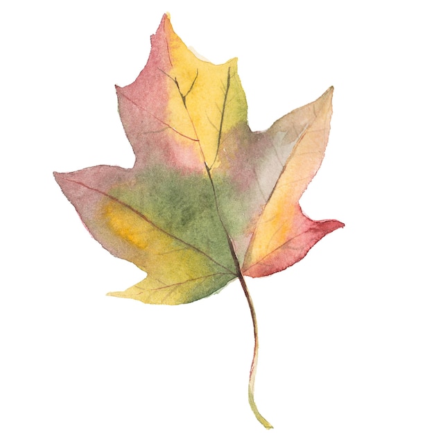 Абстрактная акварельная иллюстрация осенних листьев Ручной обращается элементы дизайна природы, изолированные на белом фоне