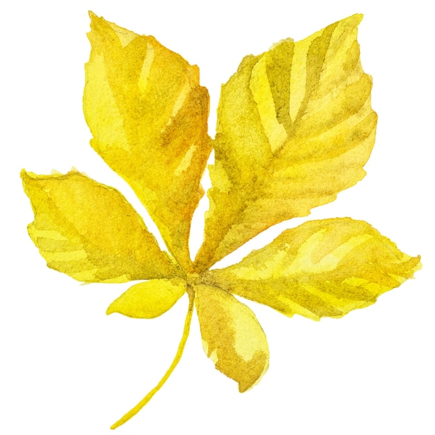 PSD illustrazione astratta dell'acquerello delle foglie autunnali elementi di design della natura disegnati a mano isolati su sfondo bianco