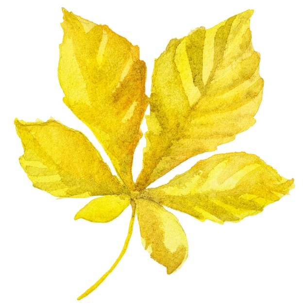 abstract watercolor illustration of autumn leaves hand drawn nature design elements isolated on white background