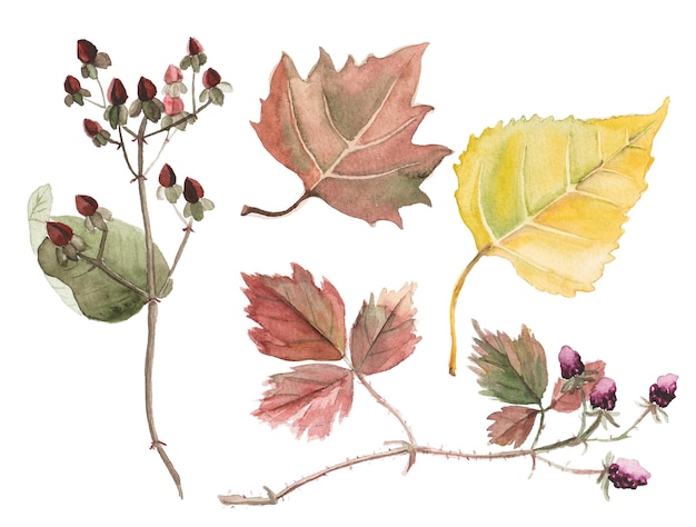 PSD illustrazione astratta dell'acquerello delle foglie autunnali elementi di design della natura disegnati a mano isolati su sfondo bianco