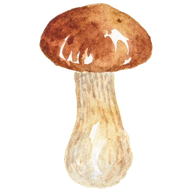 PSD abstract watercolor illustration of autumn mushrooms hand drawn nature design elements isolated on white background