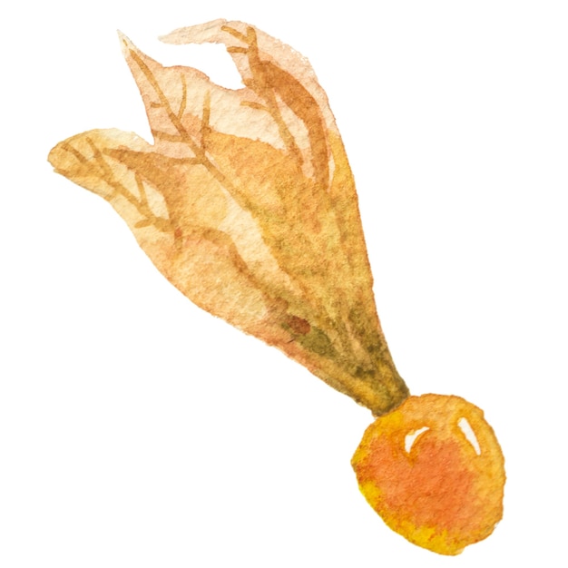 Abstract watercolor illustration of autumn physalis berries Hand drawn nature design elements isolated on white background