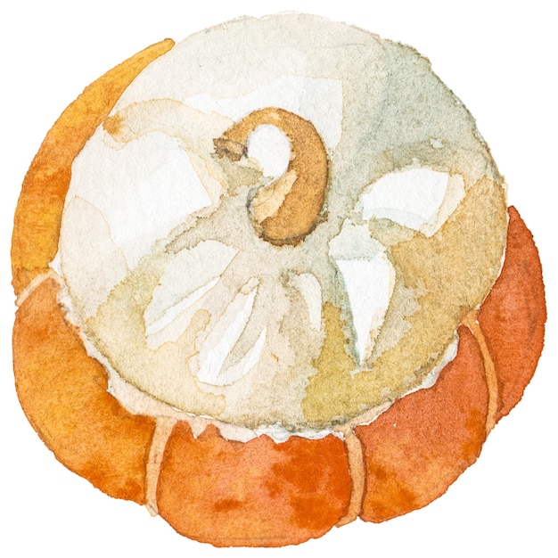 PSD illustrazione astratta dell'acquerello della zucca autunnale elementi di design della natura disegnati a mano isolati su sfondo bianco